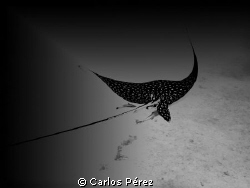 Eagle Spotted Ray at Caja de Muertos reserve in Ponce Pue... by Carlos Pérez 